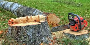 Best Emergency Tree Removal  in , RI