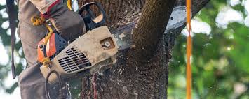 Best Fruit Tree Pruning  in , RI
