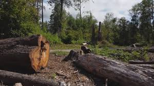 Best Stump Grinding and Removal  in , RI