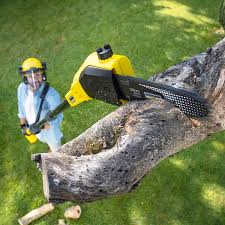 Best Tree Cabling and Bracing  in , RI