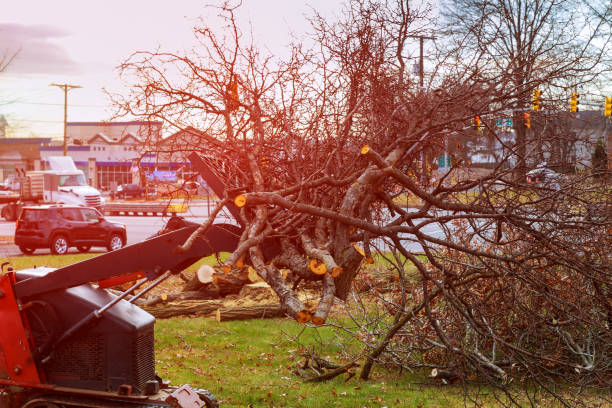 Best Tree Trimming and Pruning  in , RI