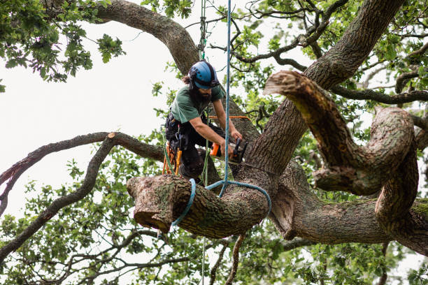 Best Tree Maintenance Programs  in , RI