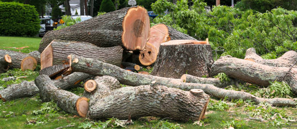 Best Hazardous Tree Removal  in , RI