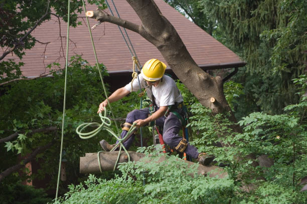 Best Palm Tree Trimming  in , RI