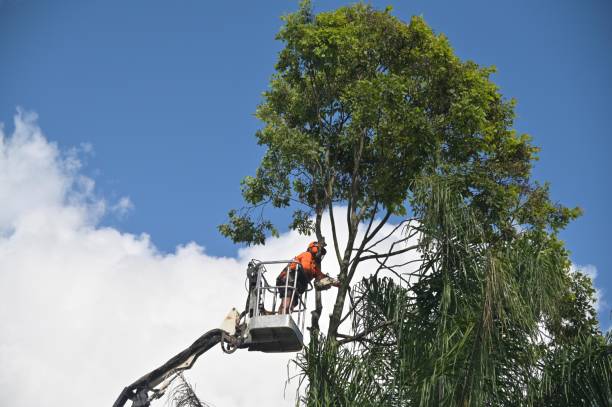 Best Leaf Removal  in , RI