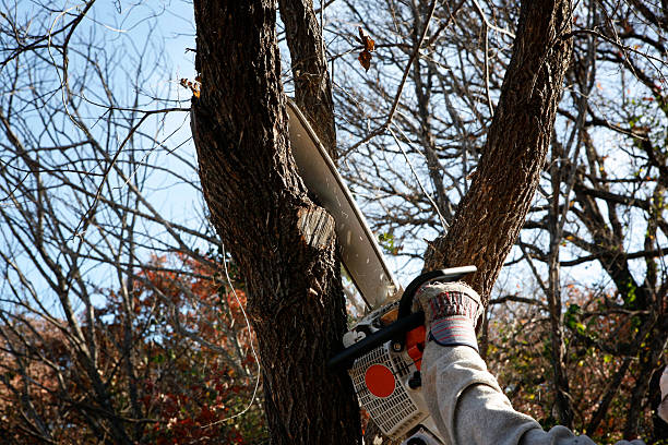 Best Arborist Consultation Services  in , RI