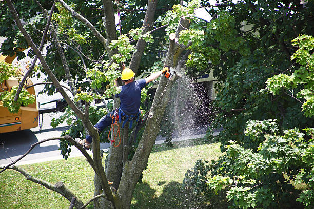Best Seasonal Cleanup (Spring/Fall)  in , RI