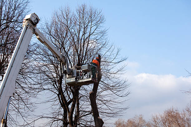 Best Hedge Trimming  in , RI