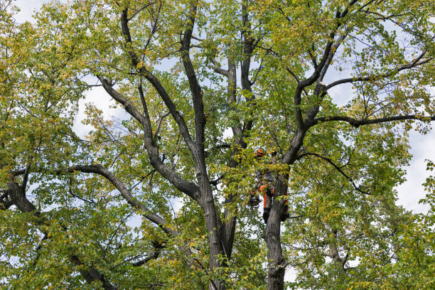Best Tree Removal  in , RI
